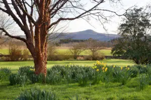 Posts 15 Backhouse Daffodils