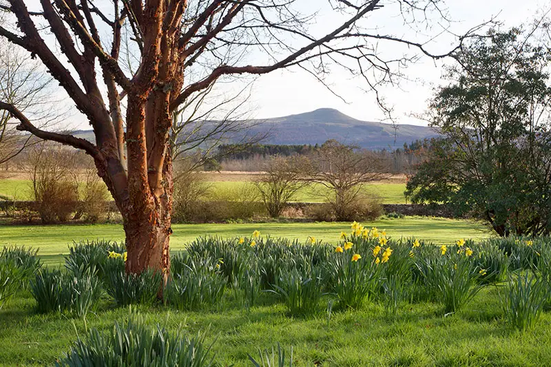 William Backhouse II (1807 - 1869) 7 Backhouse Daffodils